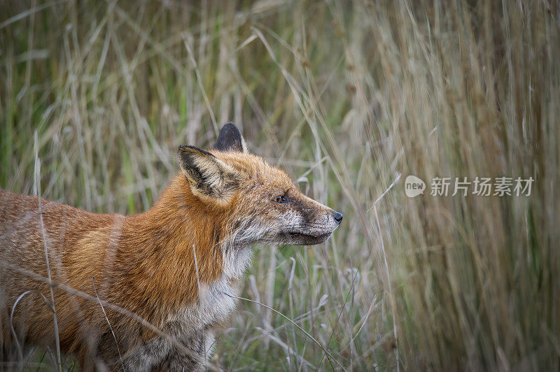 红狐(Vulpes Vulpes)